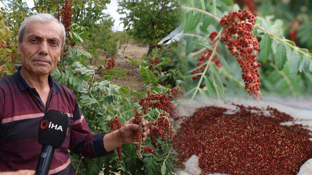 20 yıllık hayali gerçek oldu! Salkım salkım hasat ediliyor, kilosu 900 lira