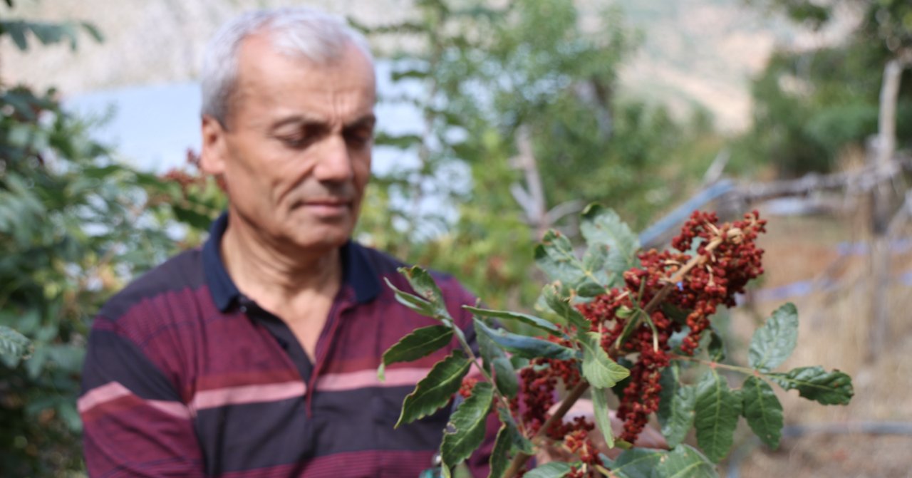 20 yıllık hayali gerçek oldu! Salkım salkım hasat ediliyor, kilosu 900 lira