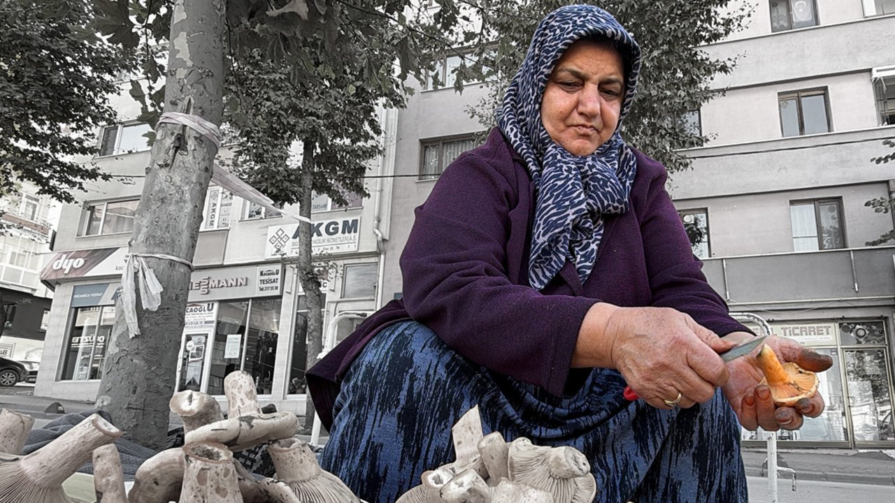 Ormana akın başladı! Kova kova topluyorlar, kilosu 600 TL'ye satılıyor