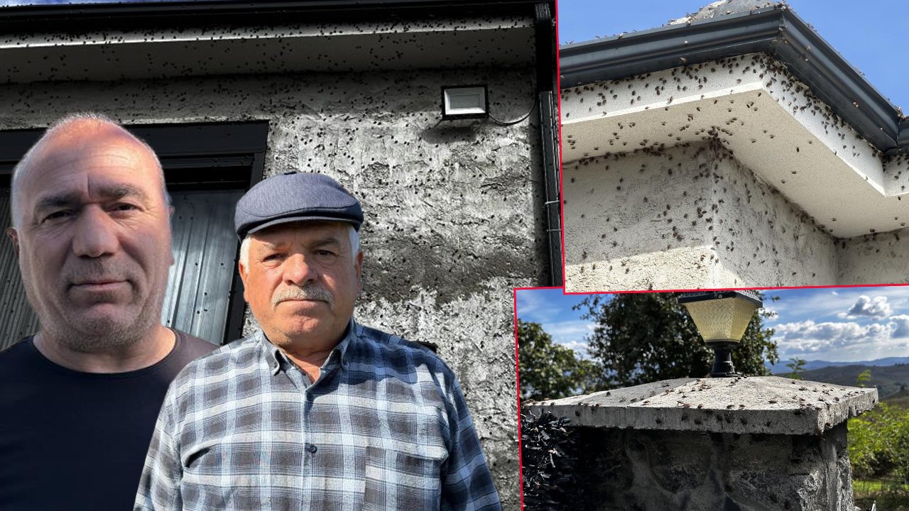Bir ili esir aldı: Fındığı çürüttü, binaları sardı! “Evlere giremez olduk”
