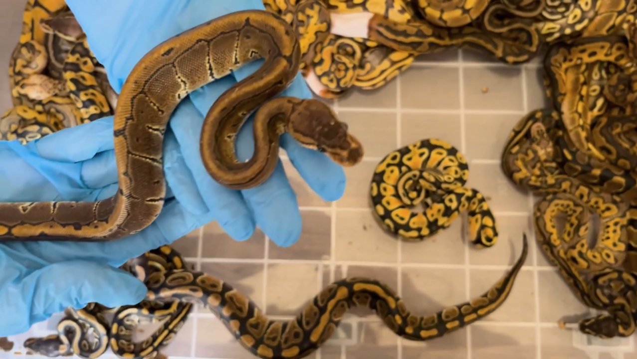 Gümrükte ortaya çıktı! 67 canlı piton için harekete geçildi