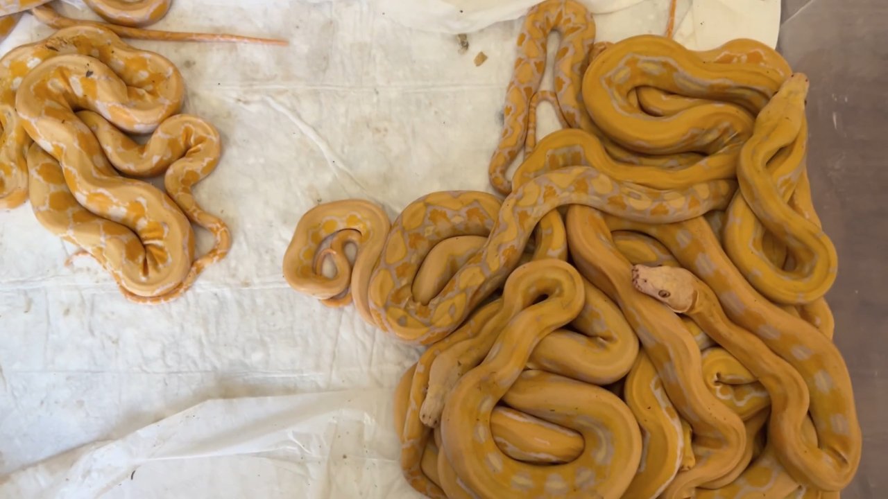 Gümrükte ortaya çıktı! 67 canlı piton için harekete geçildi