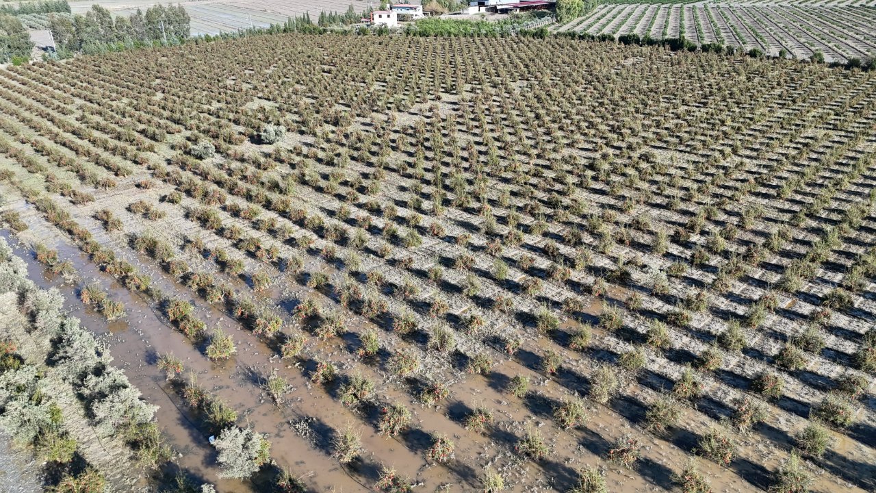 Hasat öncesi 20 dakikalık felaket! Hiçbir şey bırakmadı, tonlarca nar parçalandı