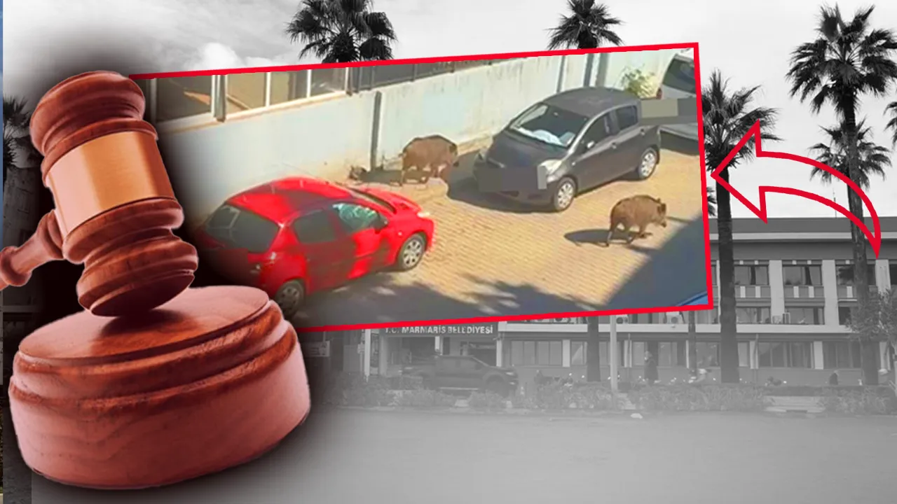 Marmaris Belediyesi mahkemelik oldu! Domuz davasında mahkeme ‘haksız’ buldu