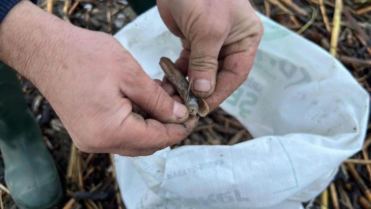 Parayla satın alıyorlardı! Fırtına sonrası binlercesi sahile vurdu... Toplama yarışına girdiler