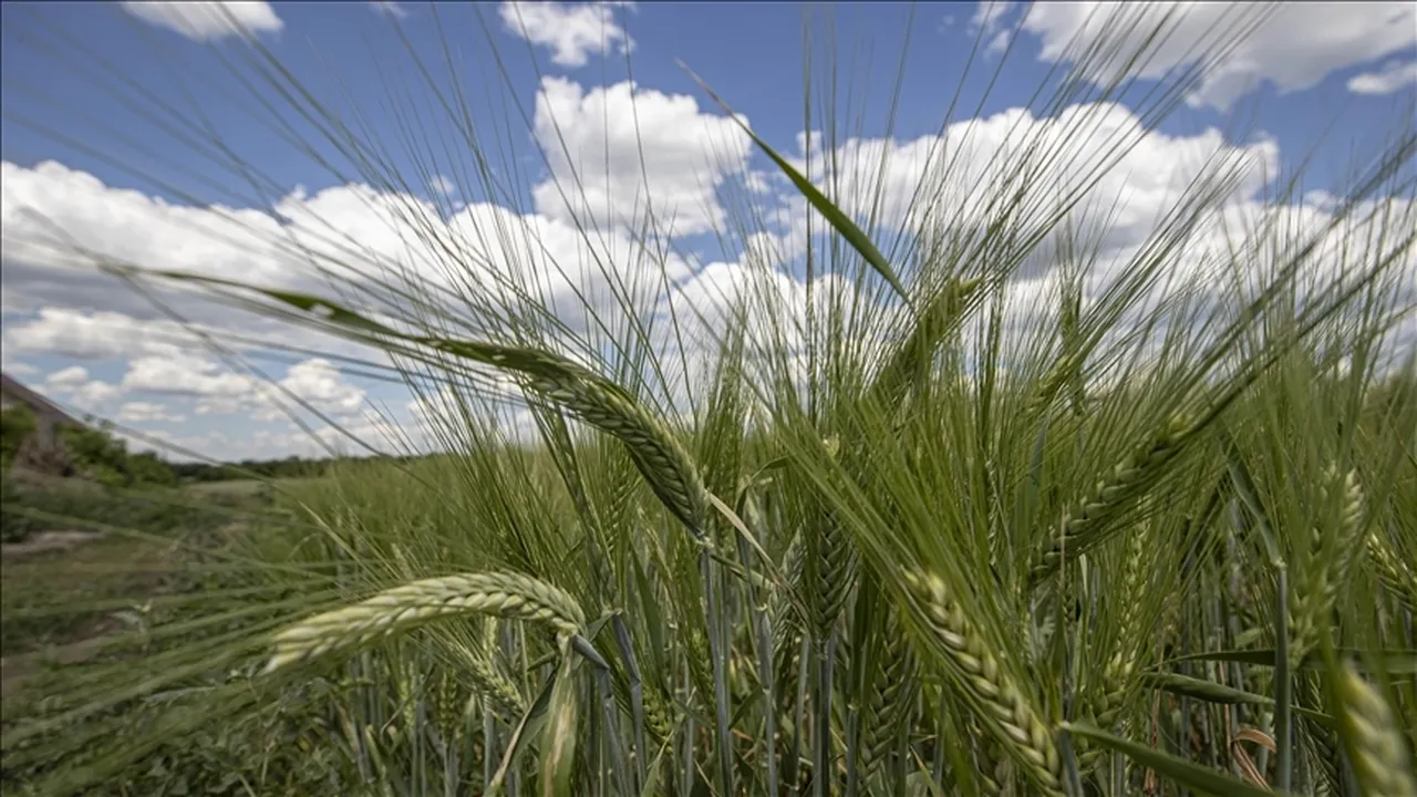 Tarım emtia fiyatları karışık seyretti