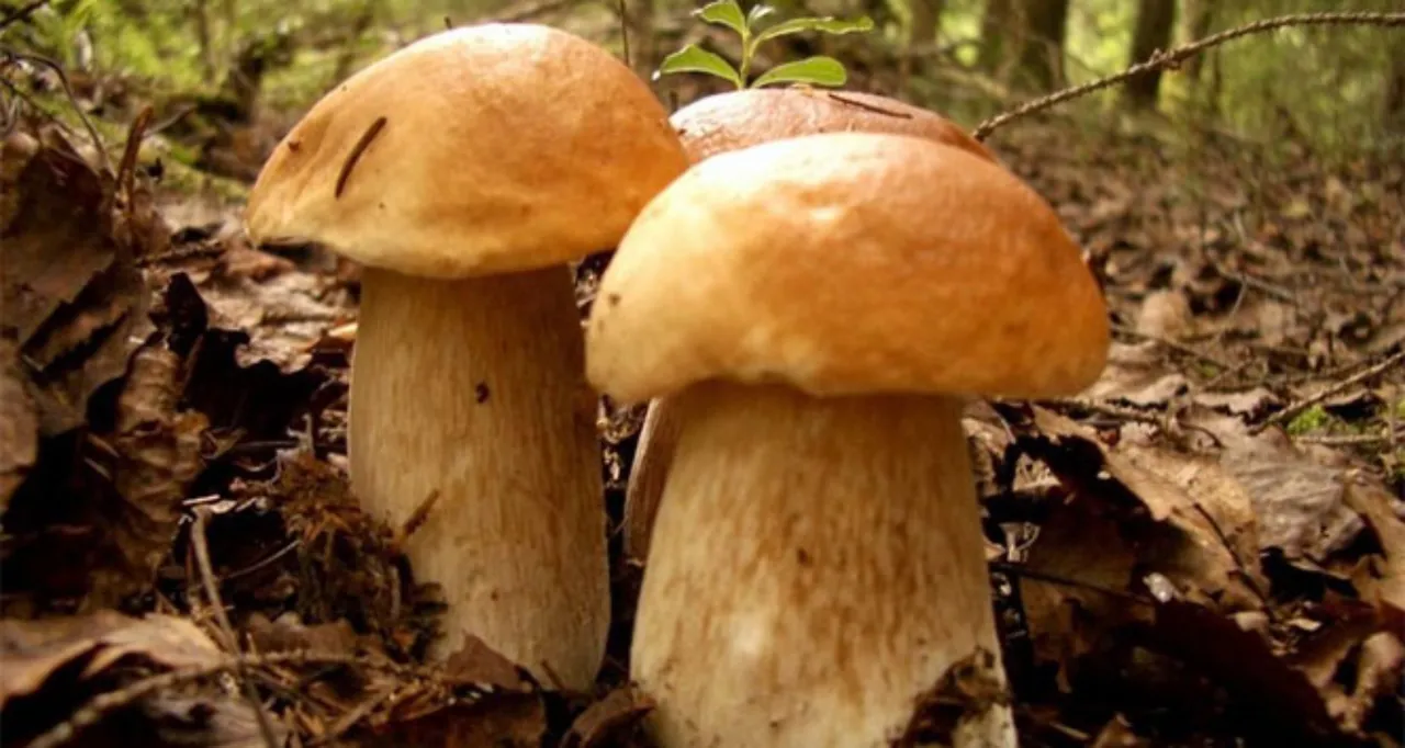 15 dakika kuralını çiğneyen küçük insancıklar görüyor! Zamanlayıcıyla servis edilen mantarın gizemi