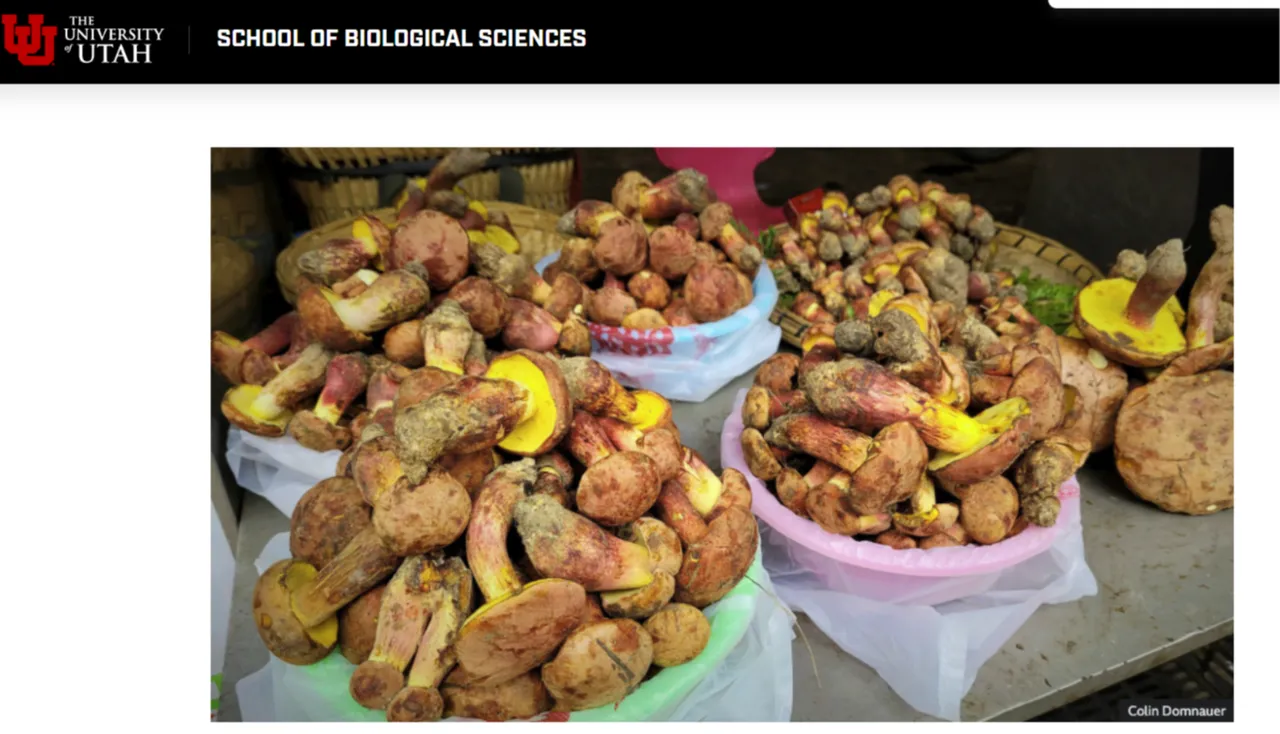 15 dakika kuralını çiğneyen küçük insancıklar görüyor! Zamanlayıcıyla servis edilen mantarın gizemi