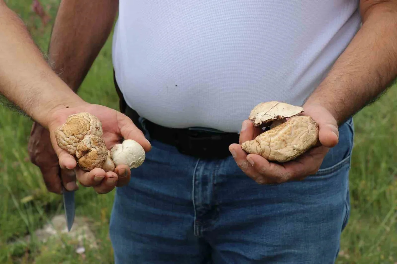 SİVAS’TA VATANDAŞLAR, HAVA SICAKLIKLARININ ARTMASININ ARDINDAN DOĞADA KENDİLİĞİNDEN YETİŞEN MANTARLARI TOPLARKEN, HEM DOĞAL HEM DE EKONOMİK OLAN BU MANTARI PROTEİN KAYNAĞI OLARAK ET YERİNE TÜKETİYORLAR. (ARZU KÜBRA DOĞAN - YUNUS ÇİFTCİ/SİVAS-İHA)