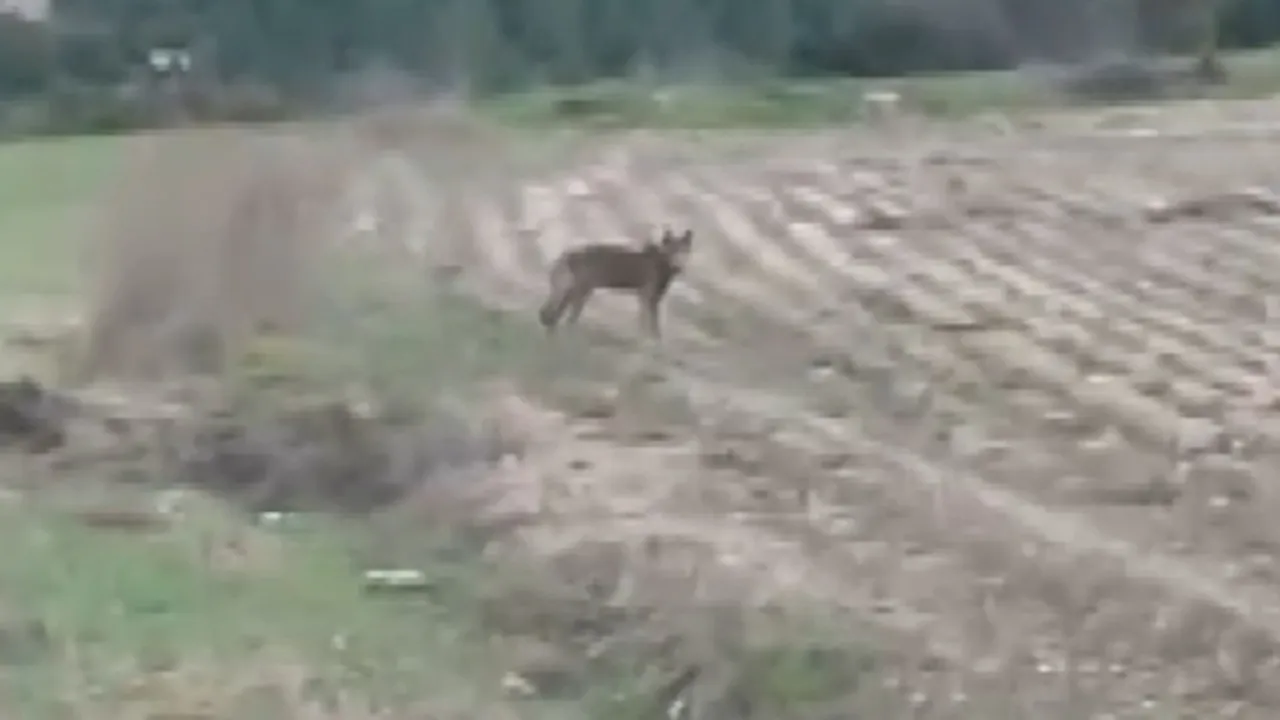 Çiftçinin kurtla ilginç diyaloğu! O anlar kamerada