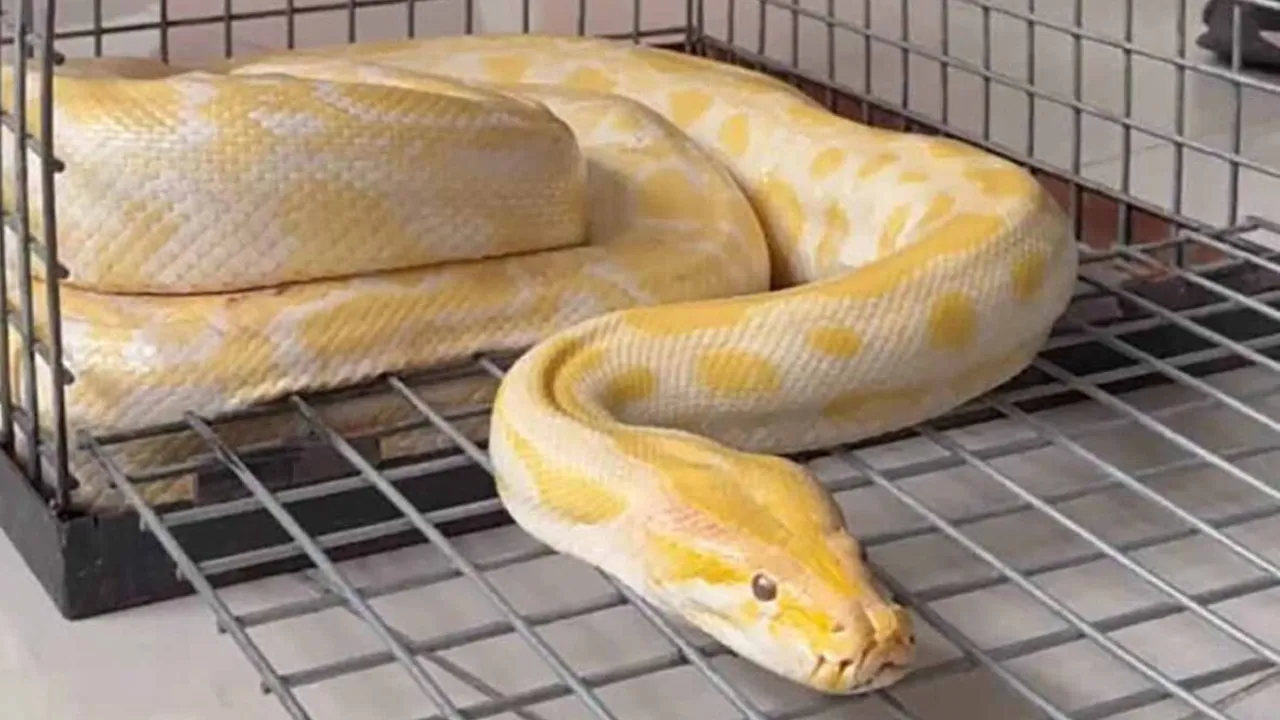 Denizli'de AVM'den piton çıktı! Ekipler harekete geçti