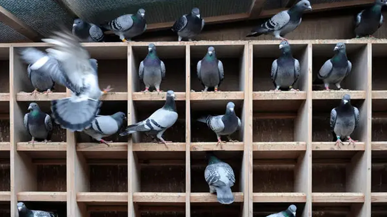Ekipler bile şaşırdı: Güvercin kümesinden cephanelik çıktı!