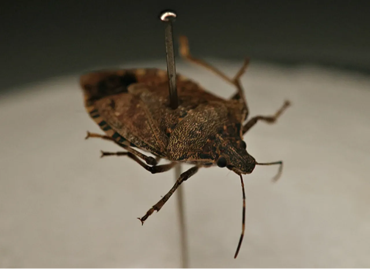 2017’nin kabusu! Karadeniz’den sonra Marmara’da da görüldü: Sayısı 10 bine çıkabilir