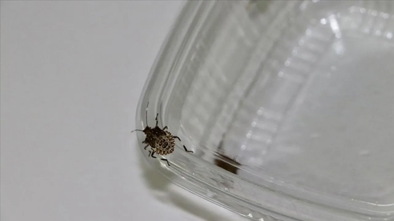 2017’nin kabusu! Karadeniz’den sonra Marmara’da da görüldü: Sayısı 10 bine çıkabilir