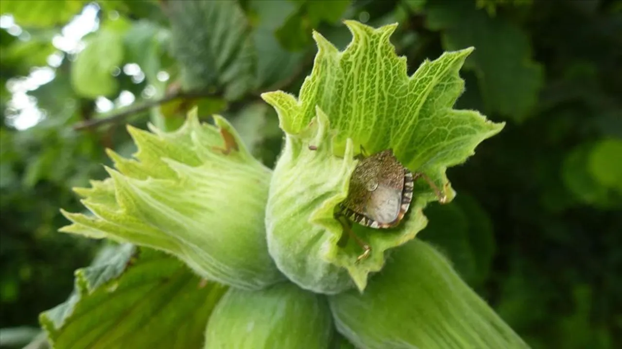 2017’nin kabusu! Karadeniz’den sonra Marmara’da da görüldü: Sayısı 10 bine çıkabilir