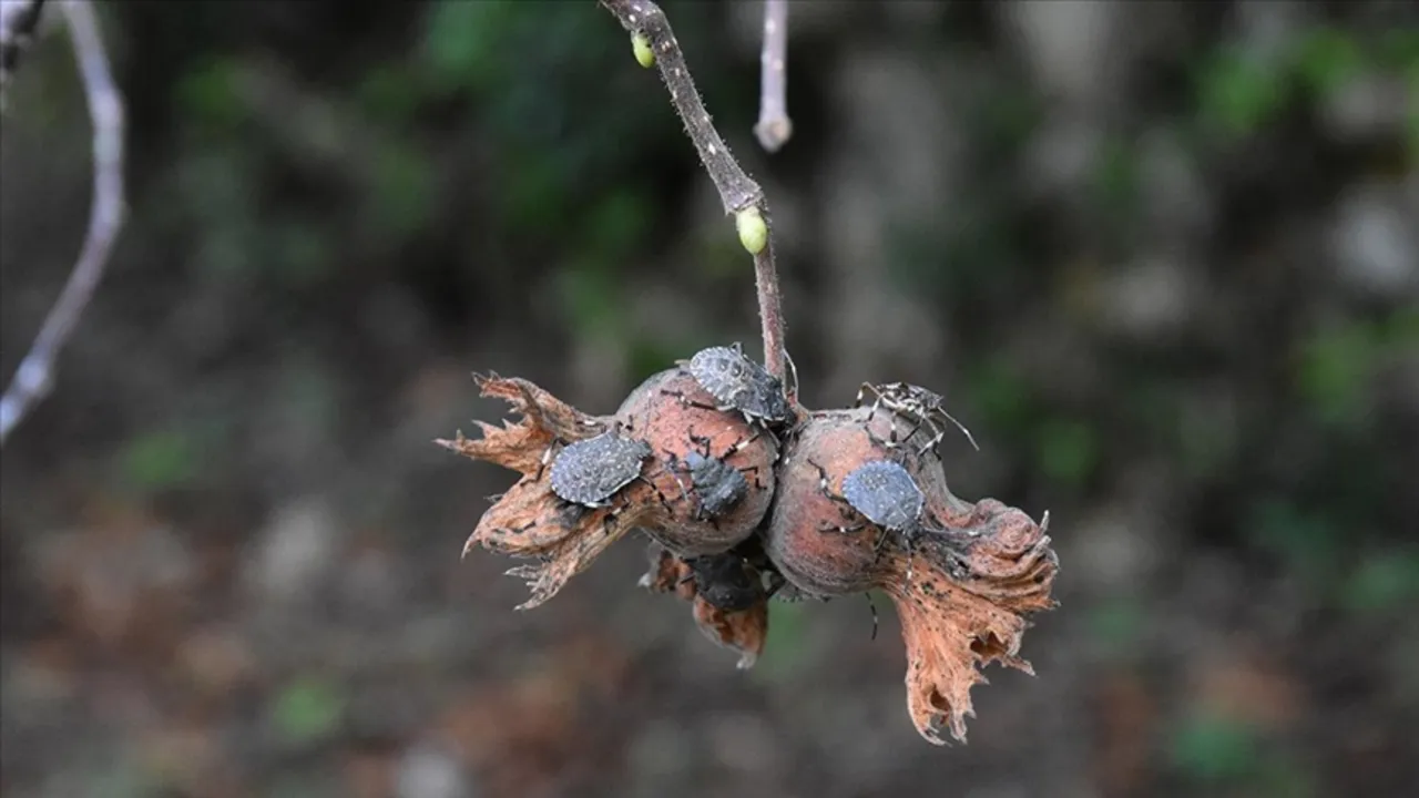 2017’nin kabusu! Karadeniz’den sonra Marmara’da da görüldü: Sayısı 10 bine çıkabilir