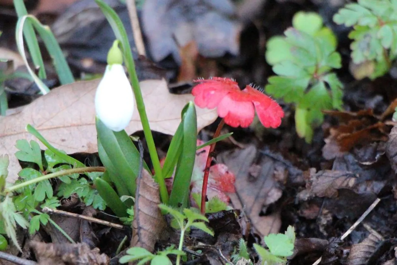 Avrupa'da 15 bin, Türkiye'de 12 bin tür var! Hepsi milli servet