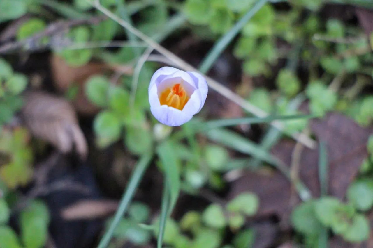 Avrupa'da 15 bin, Türkiye'de 12 bin tür var! Hepsi milli servet