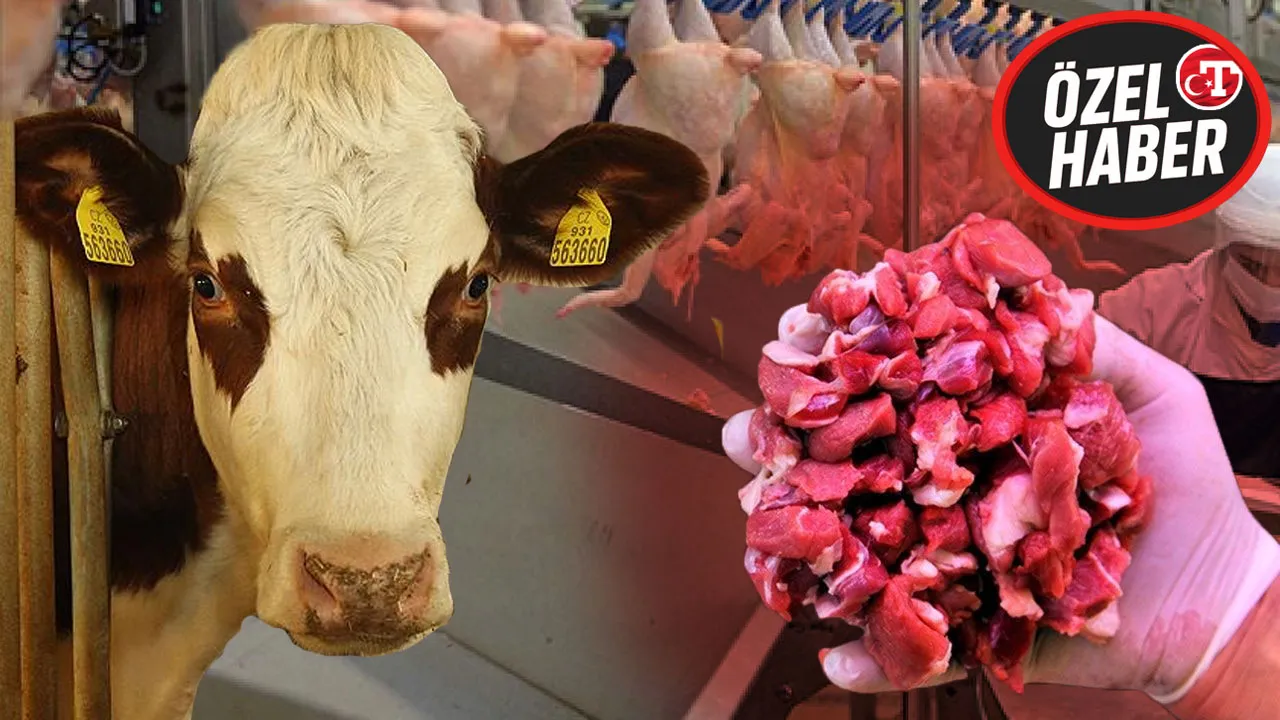 Ette sıkıntı yok! Hayvan sayısı arttı, fırsatçıya geçit verilmeyecek 