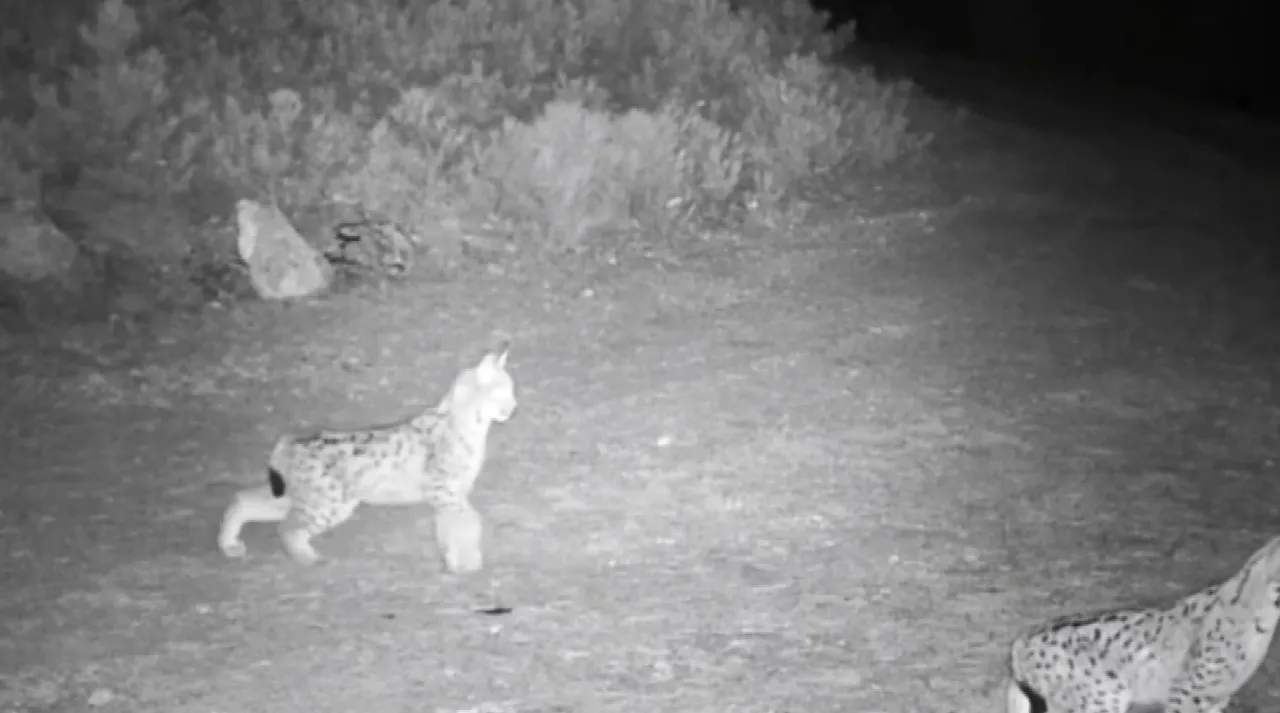 'Ormanın hayaleti' ortaya çıktı! Nesli tükenmeden görüntülendi