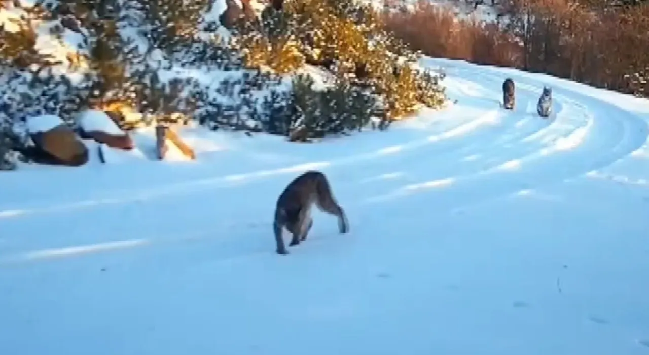 'Ormanın hayaleti' ortaya çıktı! Nesli tükenmeden görüntülendi