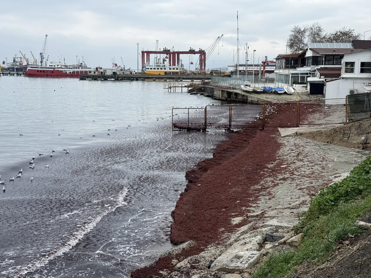 Sahil kırmızıya boyandı! Kötü koku yapabilir, uzman isim uyardı