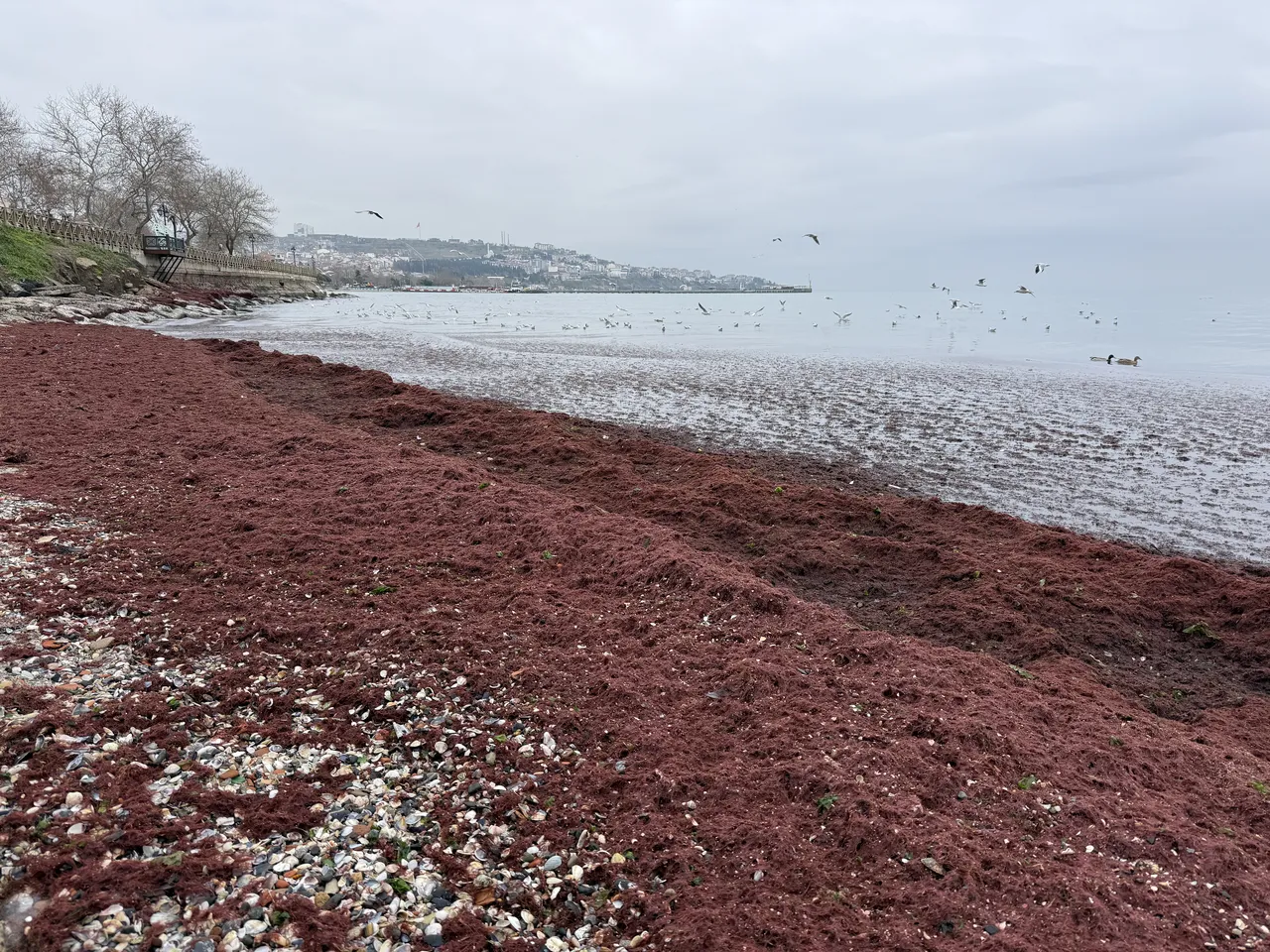 Sahil kırmızıya boyandı! Kötü koku yapabilir, uzman isim uyardı