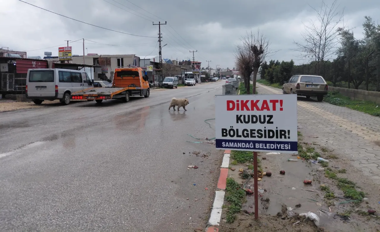 Kent diken üstünde! 4 mahalle kuduz karantinasında