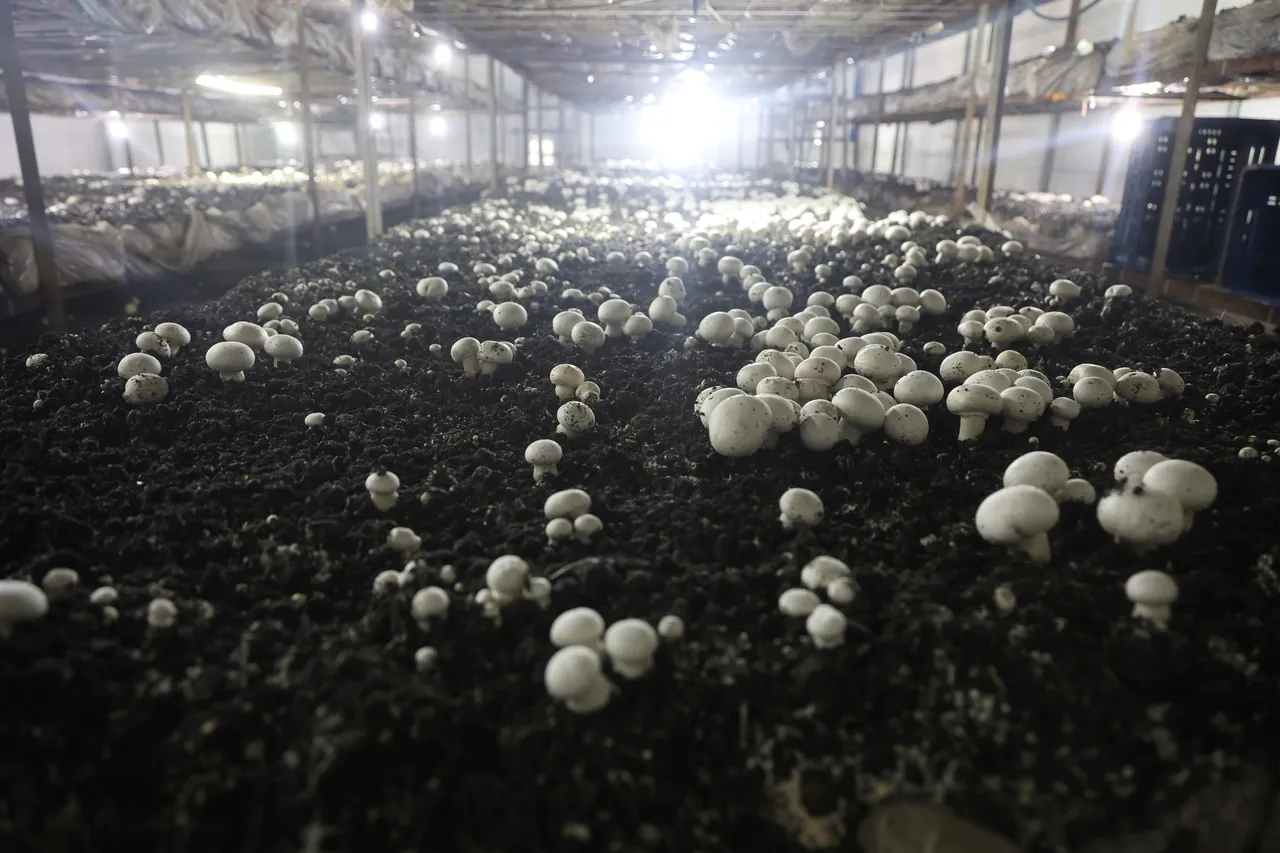 Altınlarını bozdurup ahırda üretime başladı! Şimdi 3 kez hasat yapıp, sandığını 120 liraya satıyor