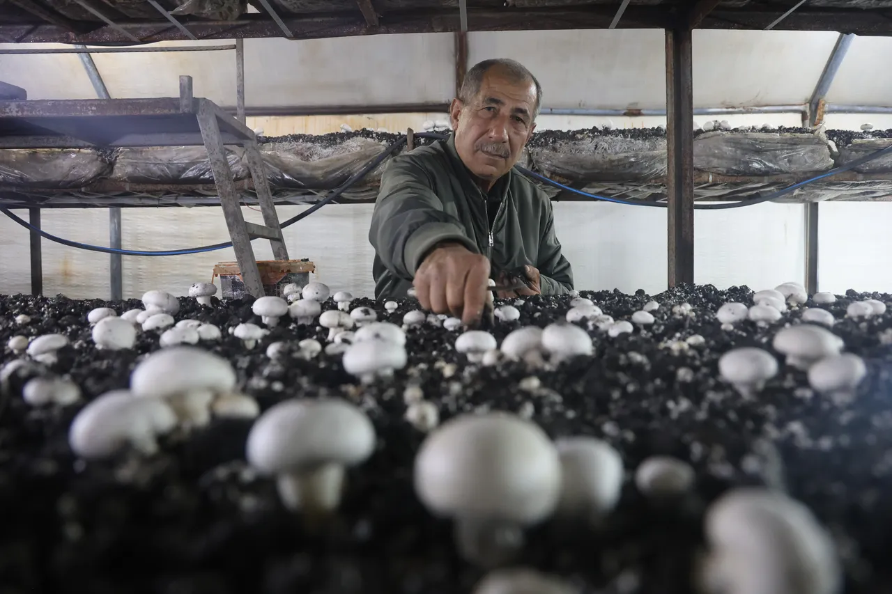 Altınlarını bozdurup ahırda üretime başladı! Şimdi 3 kez hasat yapıp, sandığını 120 liraya satıyor