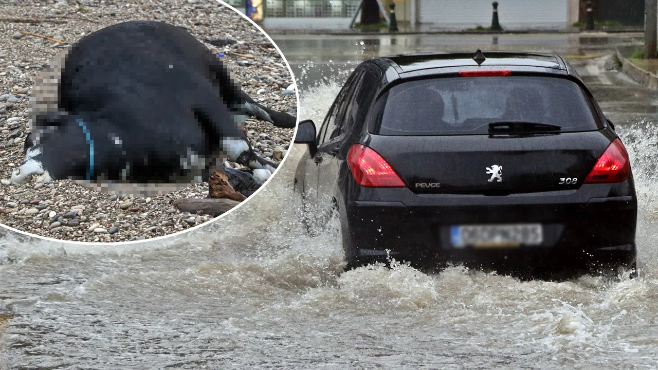 Antalya'da caddeler göle döndü, araçlar yolda kaldı! Telef olmuş dana kıyıya vurdu