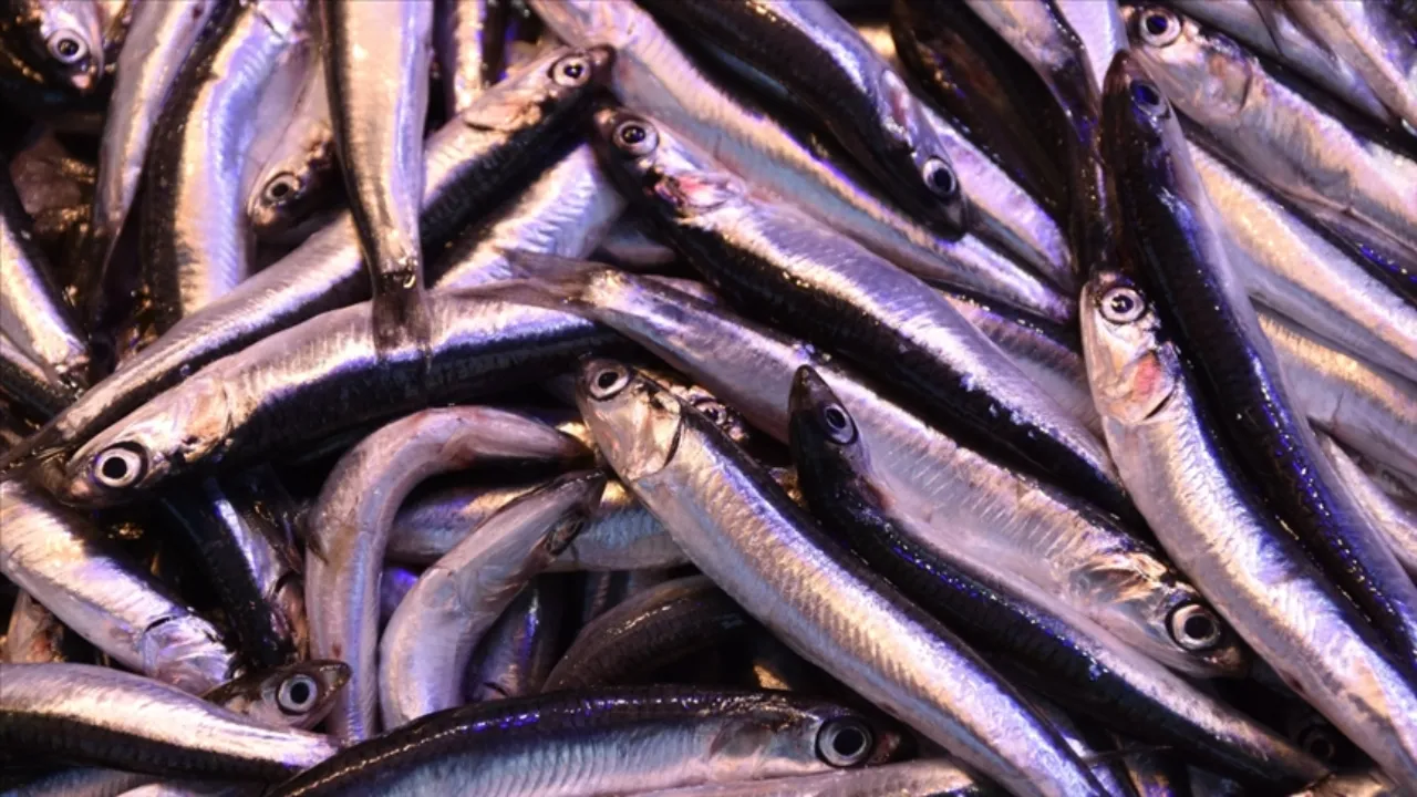 Hamside fiyatlar dip yaptı! Deniz bereketi tezganlara yansıdı