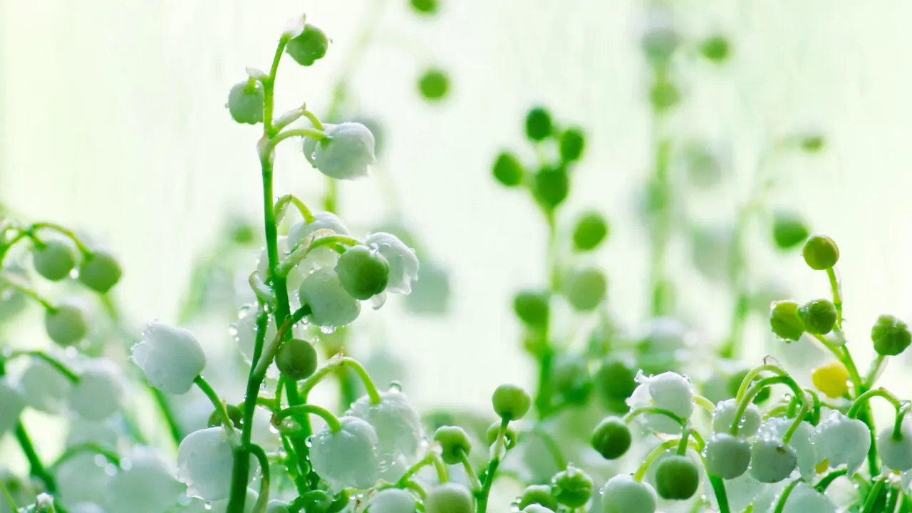 İlk cemre havaya ne zaman düşecek? 2026 cemre düşme tarihleri