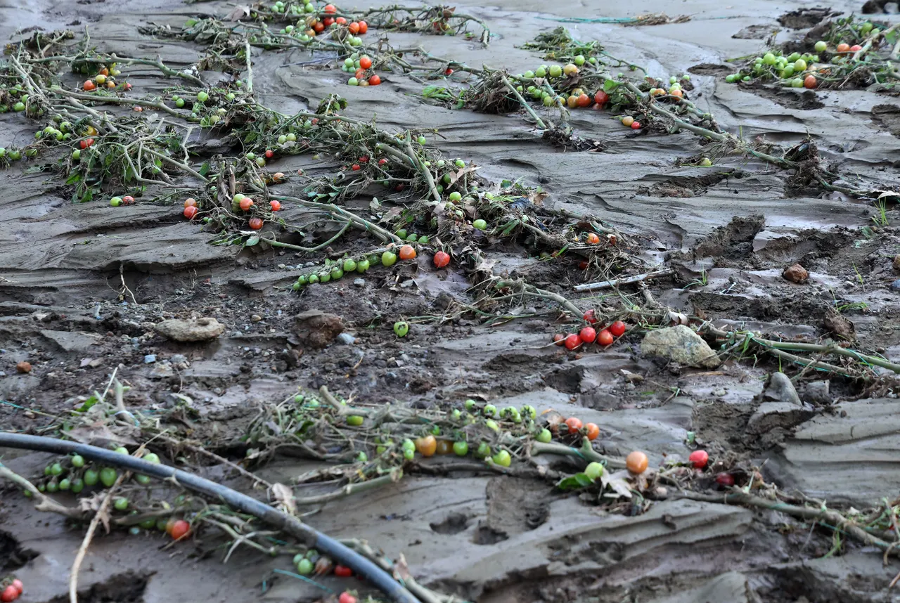 Son 40 yılın en büyük seli çiftçileri vurdu! 1 saatte 5 milyon TL’lik zarar!