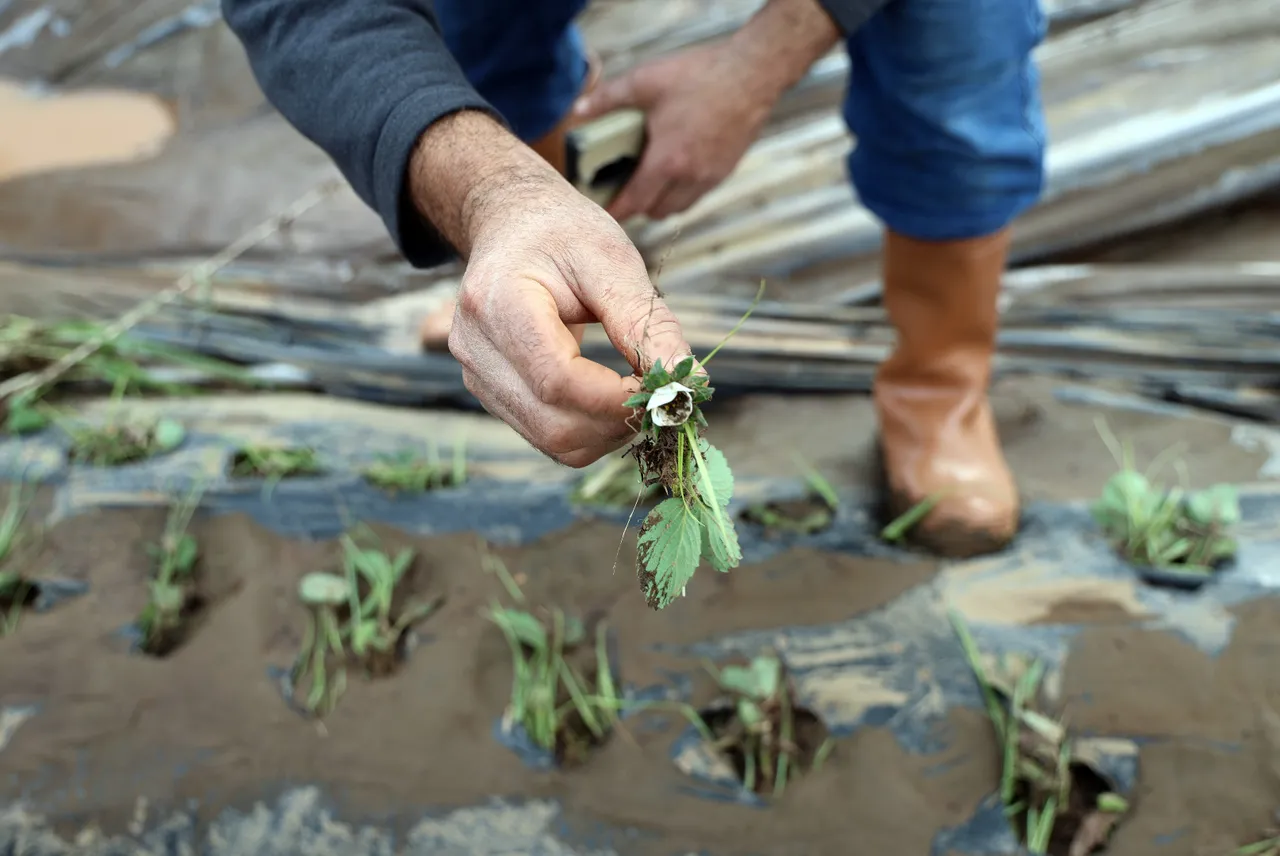 Son 40 yılın en büyük seli çiftçileri vurdu! 1 saatte 5 milyon TL’lik zarar!