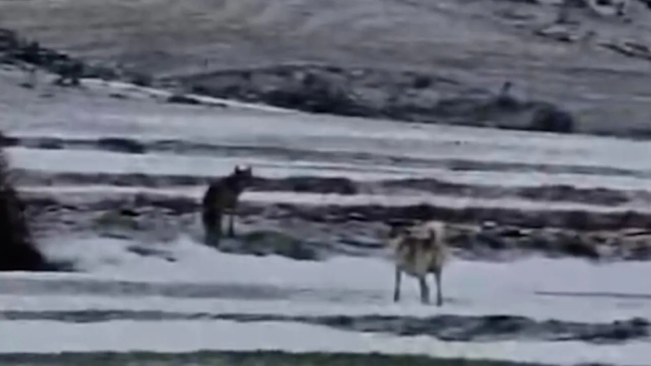 Yerleşim yerine inen kurdun rahat tavırları dikkat çekti! O anlar kamerada