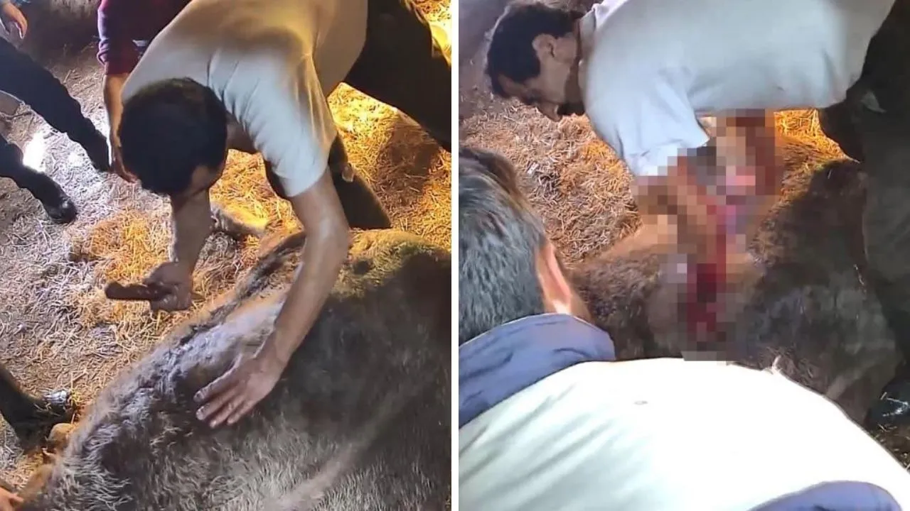 Aydın'da korkunç olay! Ekmek bıçağıyla sezaryen yapılan inek telef oldu