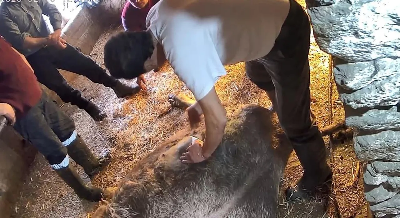 Aydın'da korkunç olay! Ekmek bıçağıyla sezaryen yapılan inek telef oldu