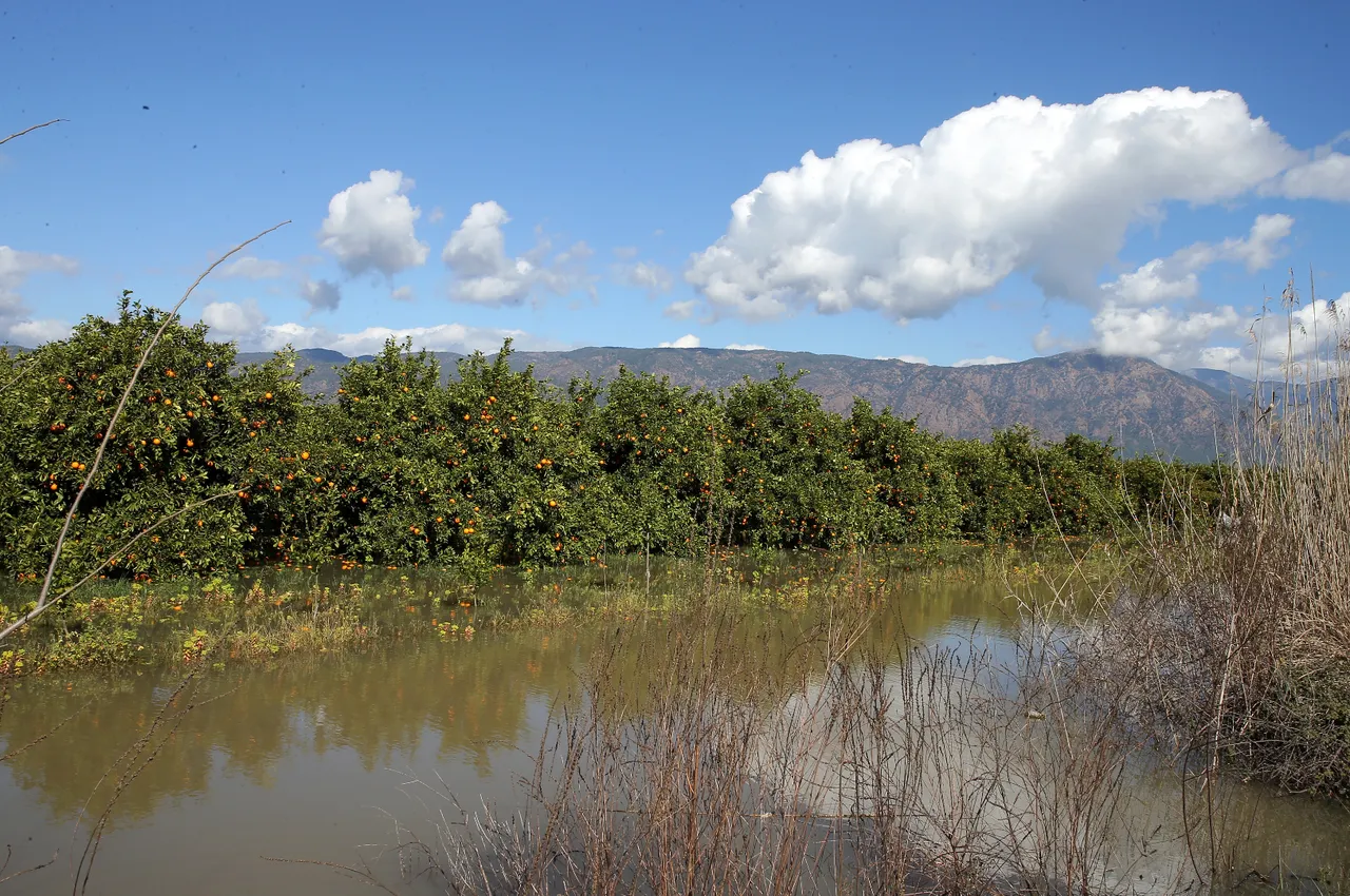 Köyceğiz Gölü taştı! Narenciye bahçeleri su altında kaldı