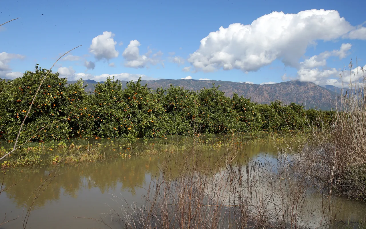 Narenciye bahçeleri su altında kaldı