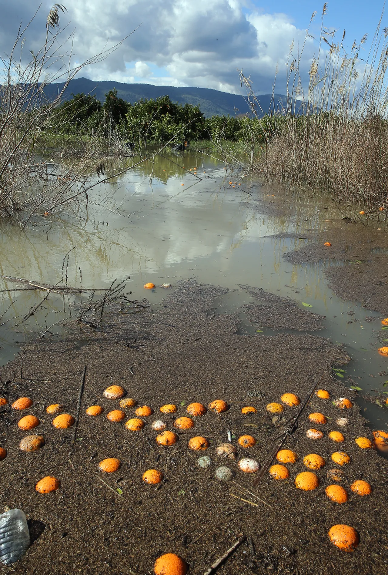 Narenciye bahçeleri su altında kaldı