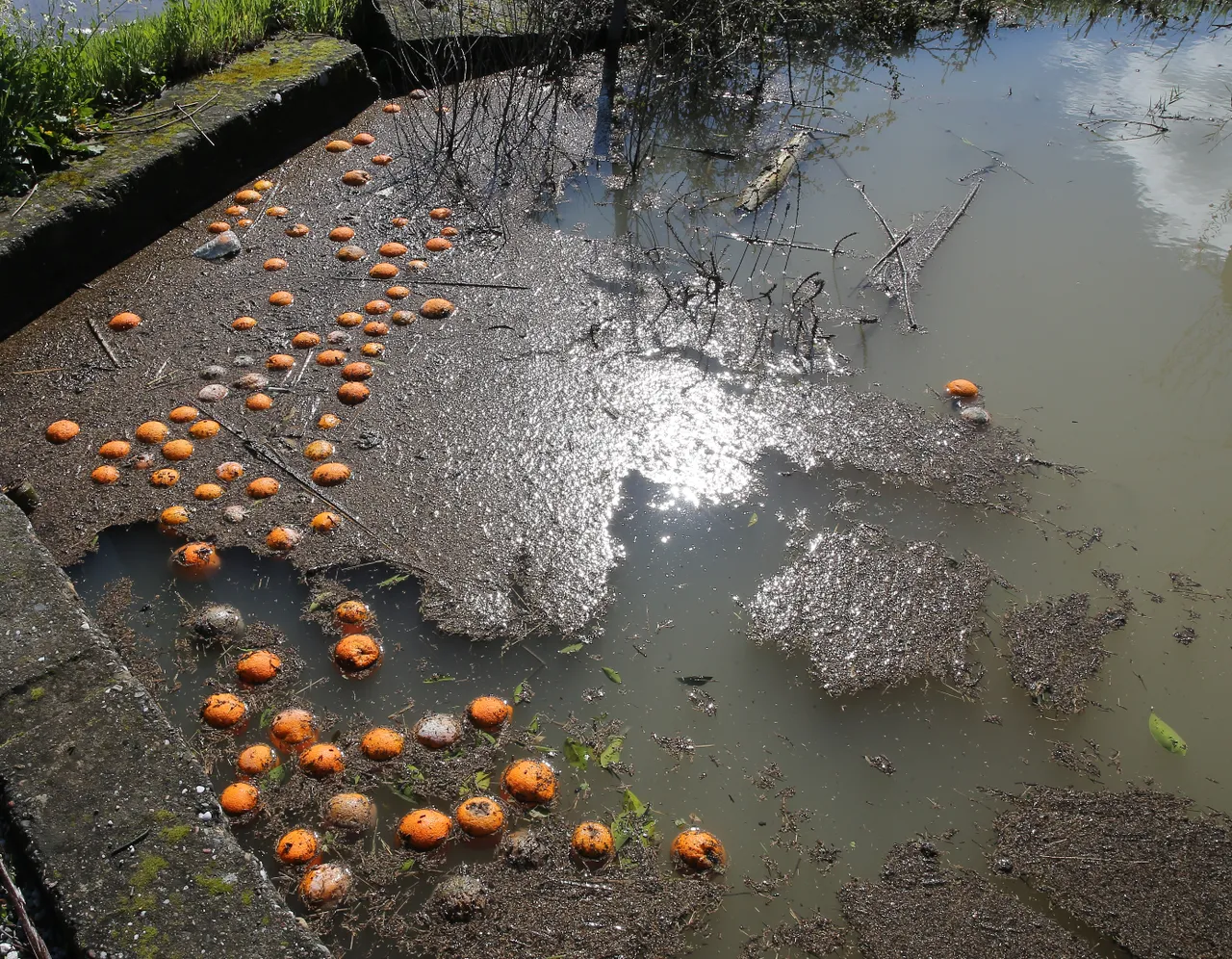 Narenciye bahçeleri su altında kaldı