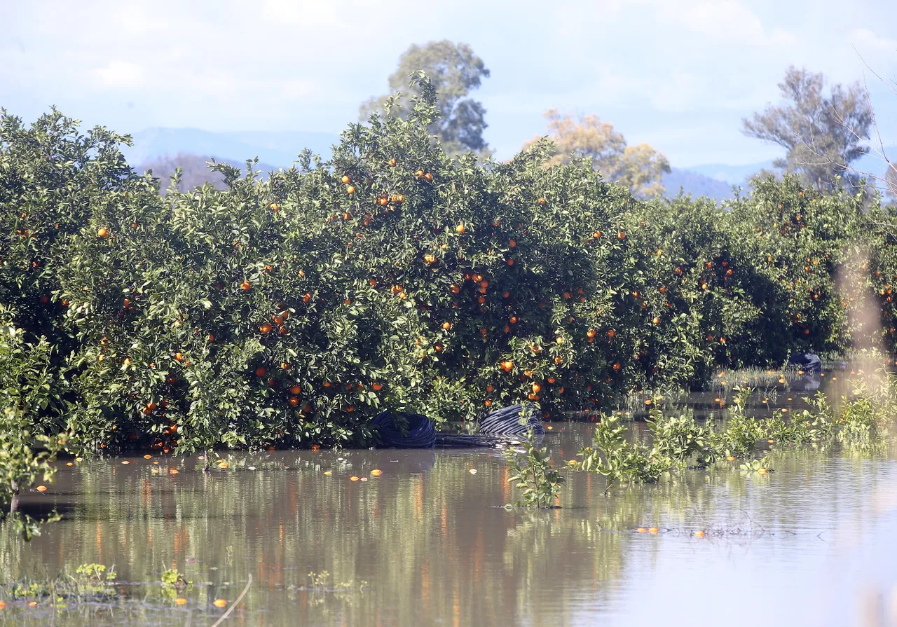 Narenciye bahçeleri su altında kaldı