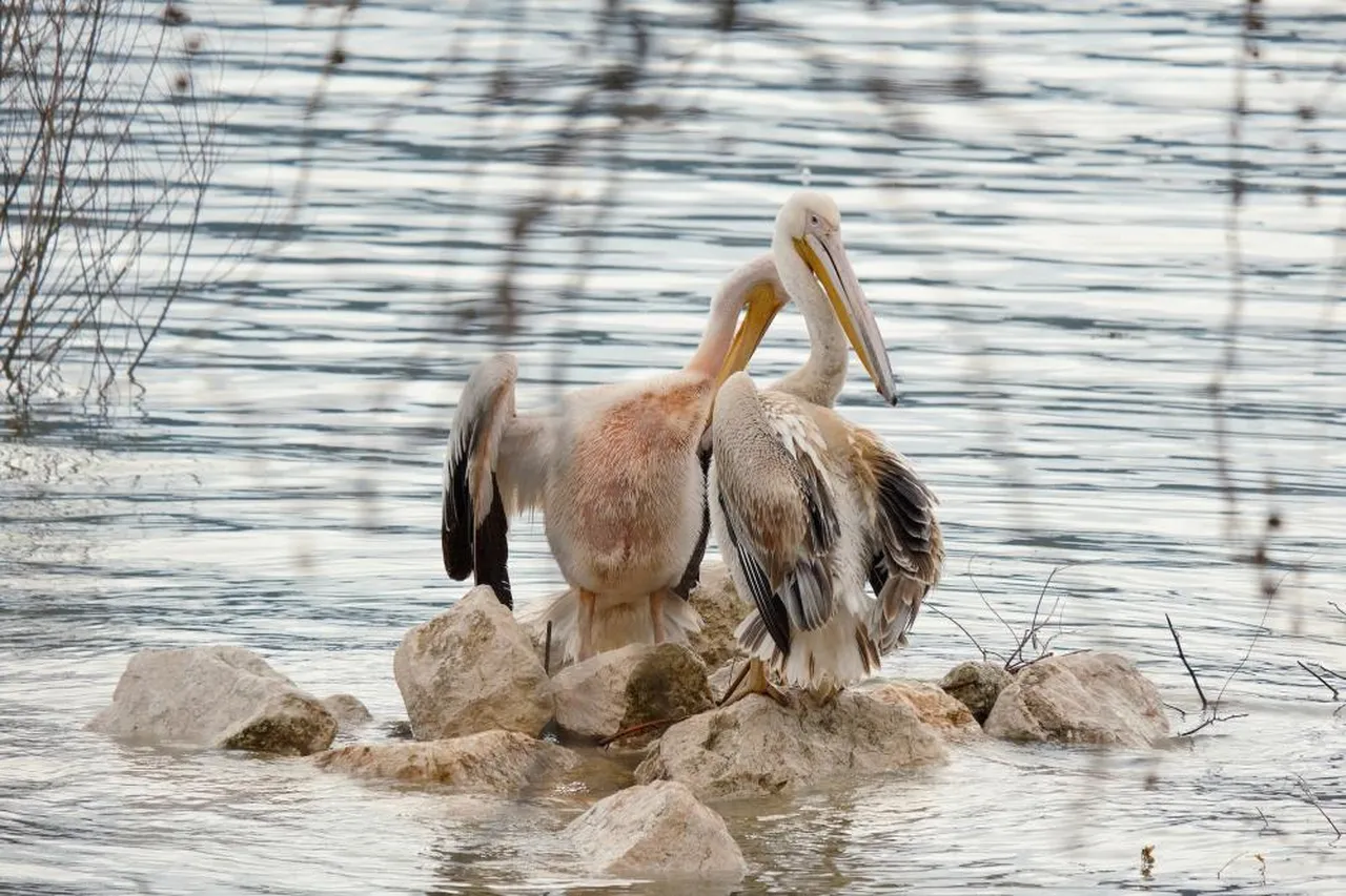 Kuraklıkla boğuşuyordu! "Küçük Venedik'te" 10 yıl sonra bir ilk...