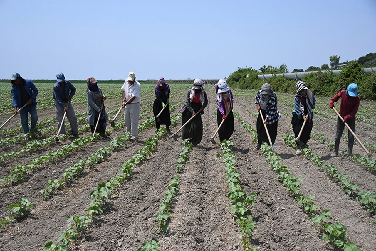 2026 zammı! Çukurovada tarım işçilerinin günlük yevmiyeleri belli oldu