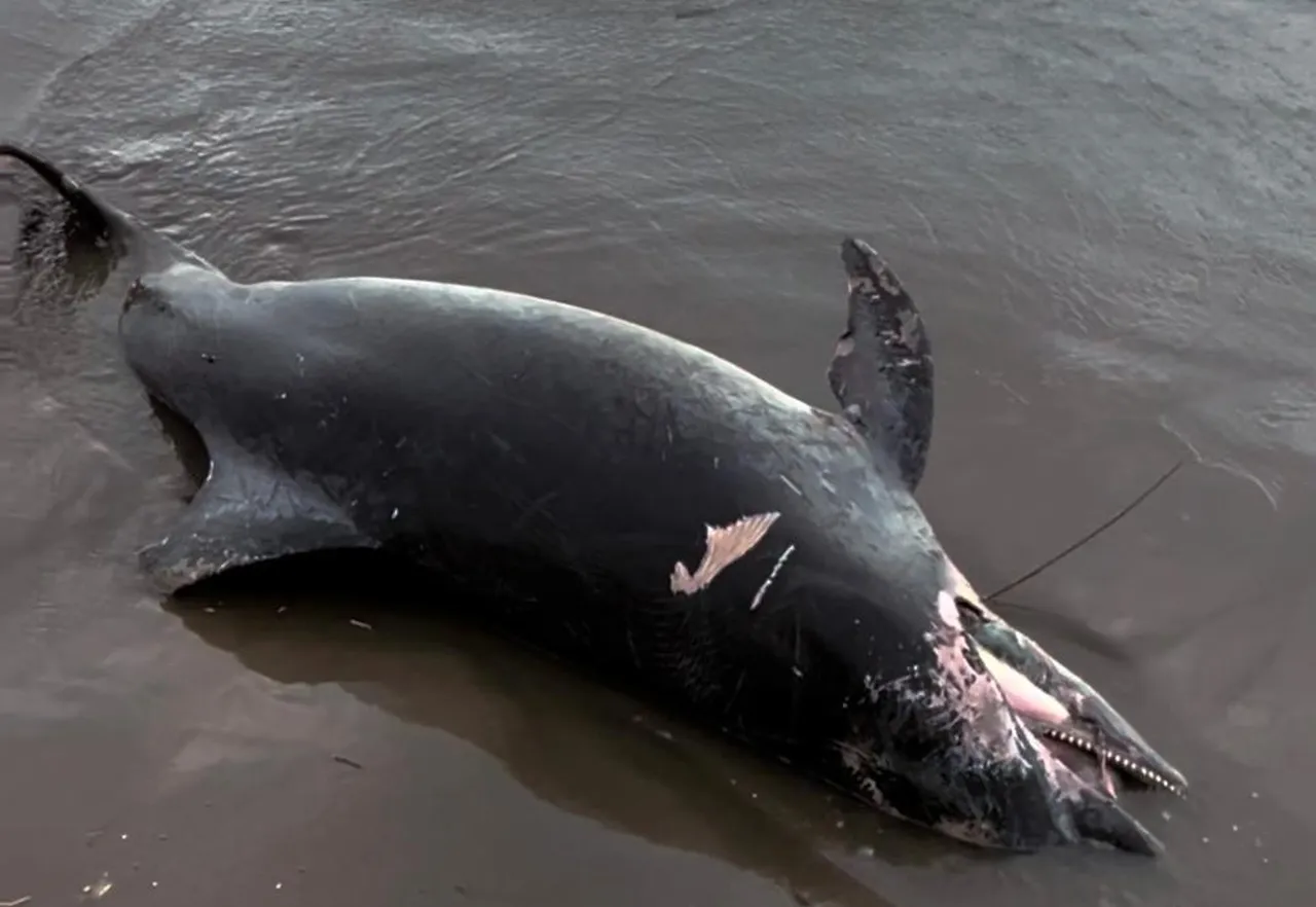 Adanalı balıkçılar fark etti! Ölüsü sahilde bulundu