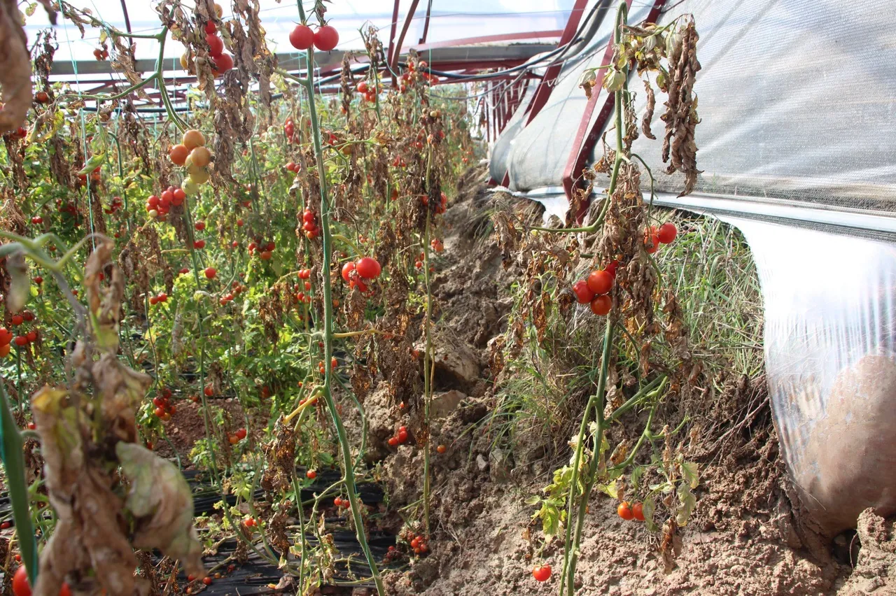 Antalya'yı sel yetmedi şimdi de heyelan vurdu! Evler çatladı, sular kesildi, seralar çöktü
