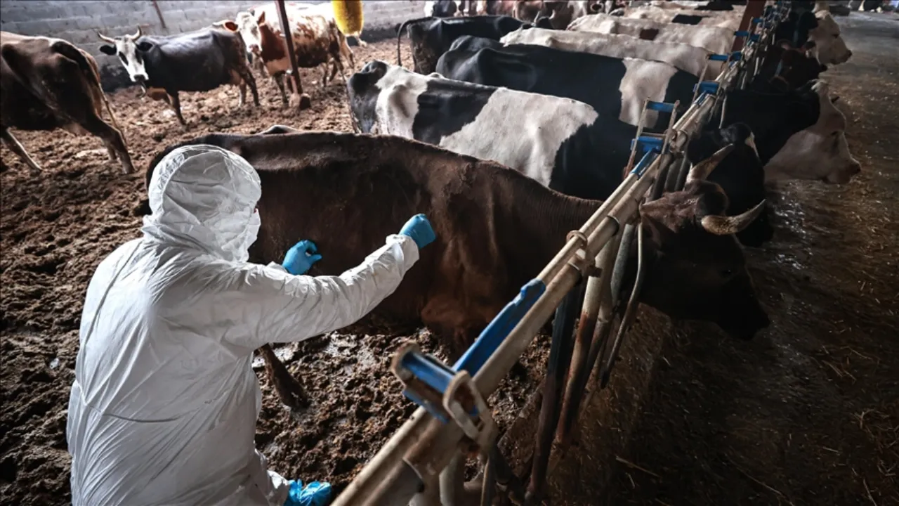Güney Afrika'da salgın alarmı! 