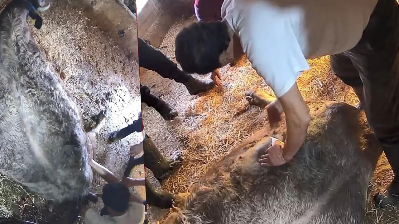 İneğe 'ekmek bıçağıyla' sezaryen yapmıştı: Kendini 'tuzağa düşürüldüm' diyerek savundu