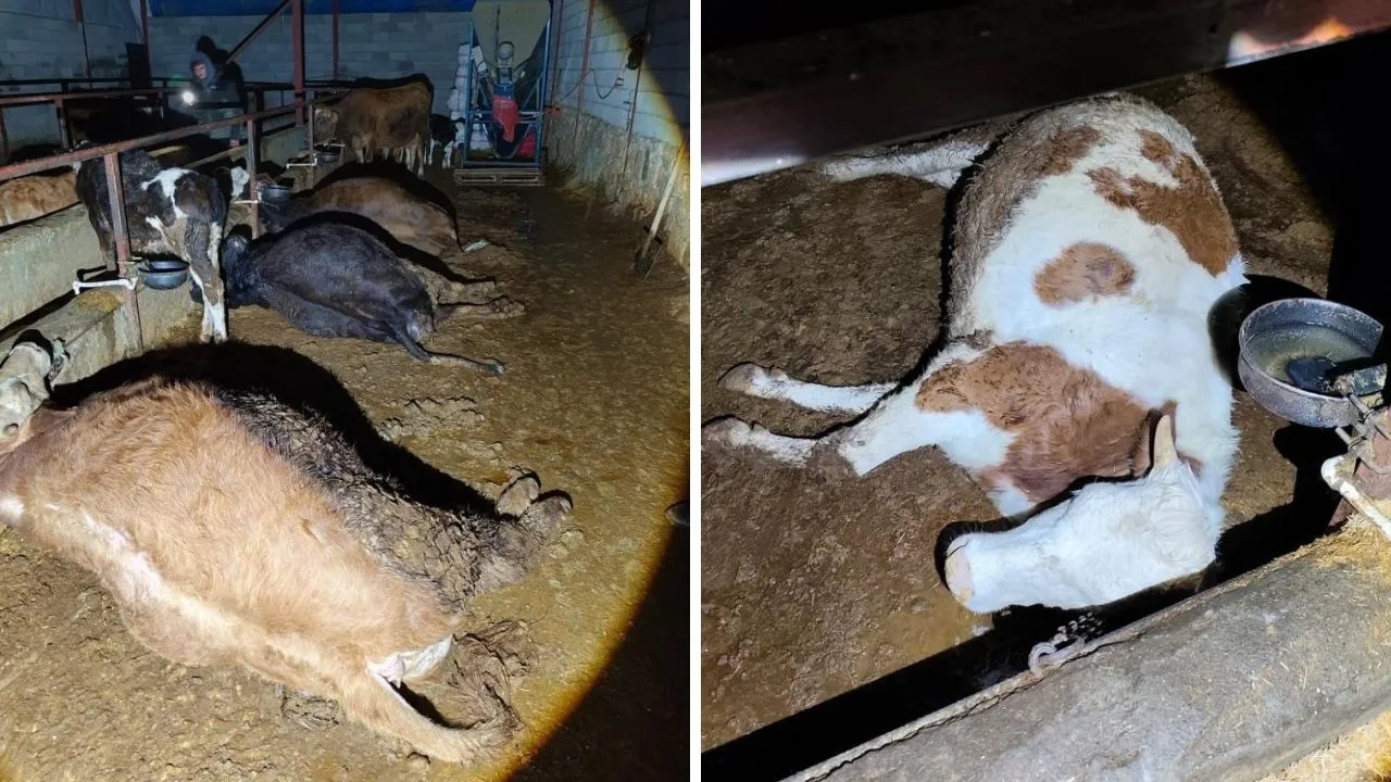 Kaçak akım 8 büyükbaş hayvanı telef etti